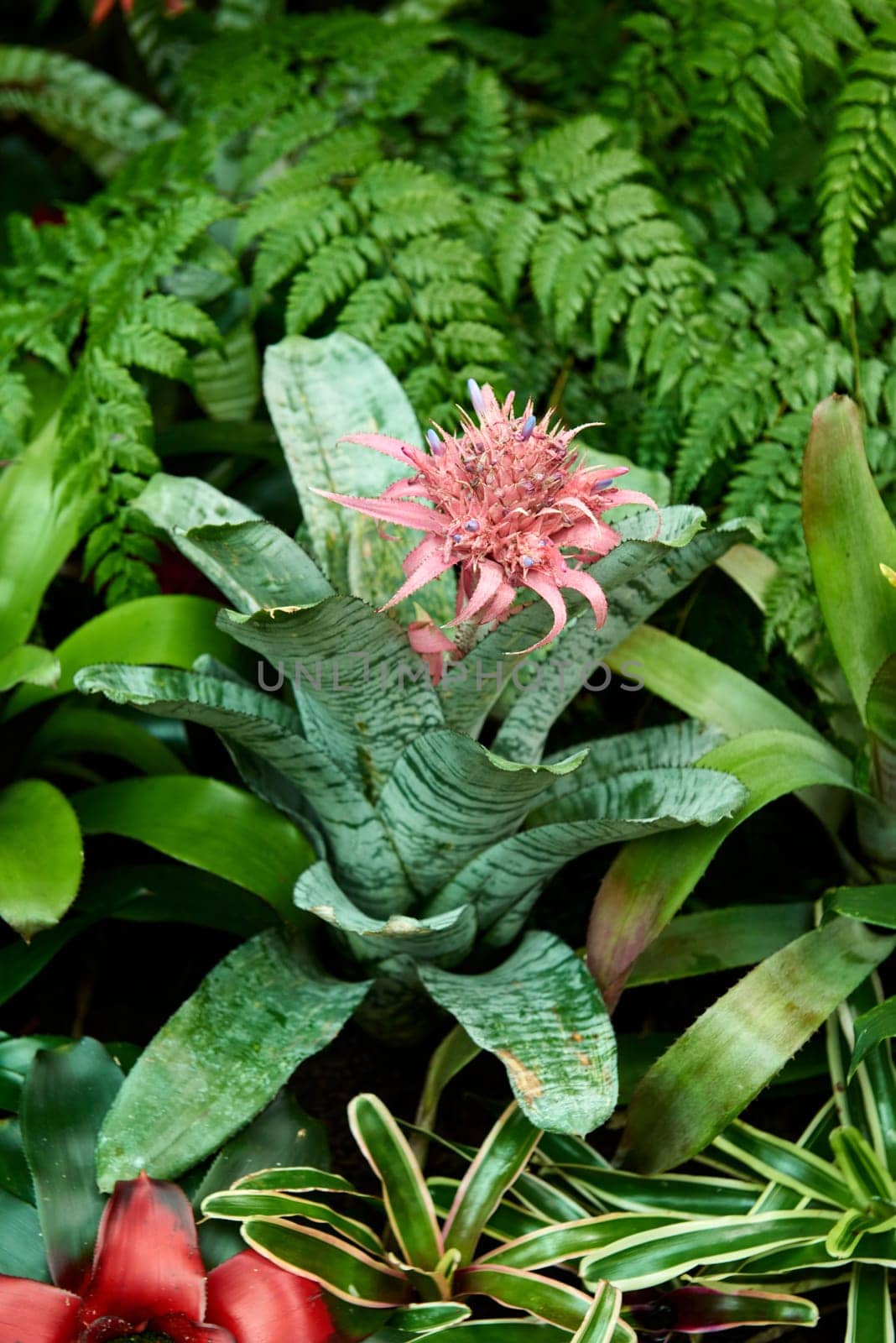 Aechmea Elegance: Discovering the Beauty of Bromeliads. Aechmea, bromeliad, plant, tropical, foliage, flower, exotic, ornamental, garden, indoor, houseplant, colorful, bloom, nature, green, leaves, vibrant, botany, botanical, tropical plant, flowering, horticulture, gardening, tropical garden, indoor decor, tropical flower, tropical foliage plant