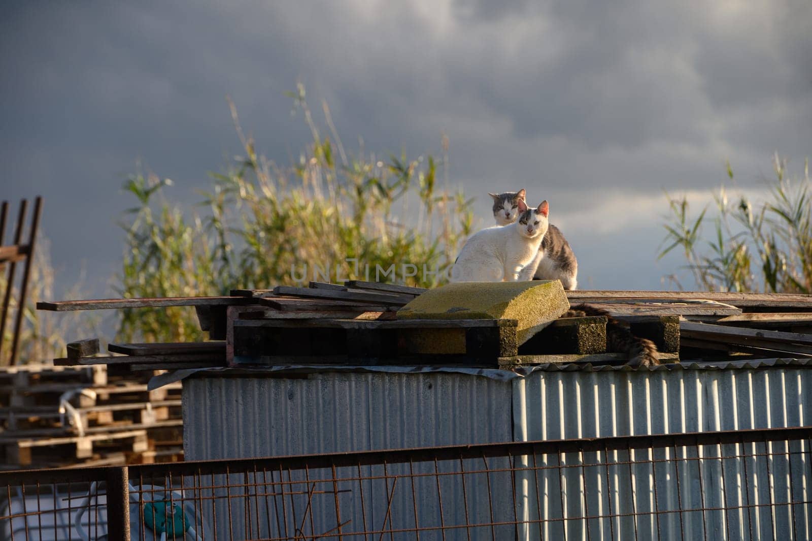 cats lie on the roof of a barn on a sunny winter day 4 by Mixa74