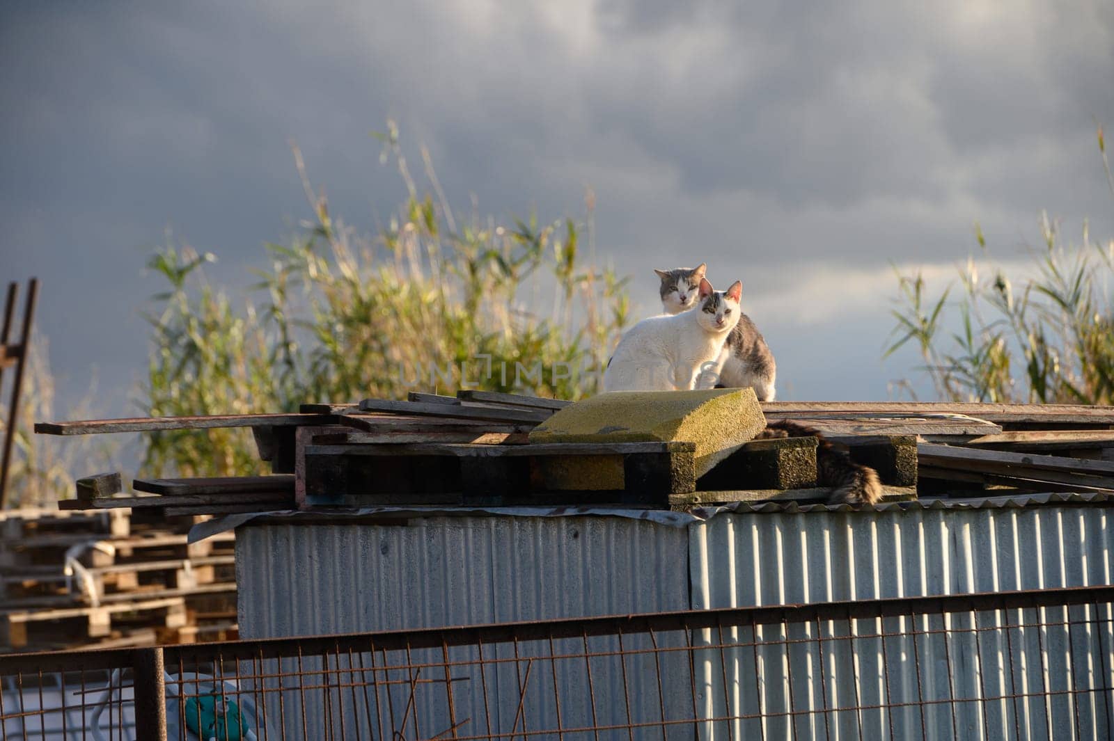 cats lie on the roof of a barn on a sunny winter day 3 by Mixa74