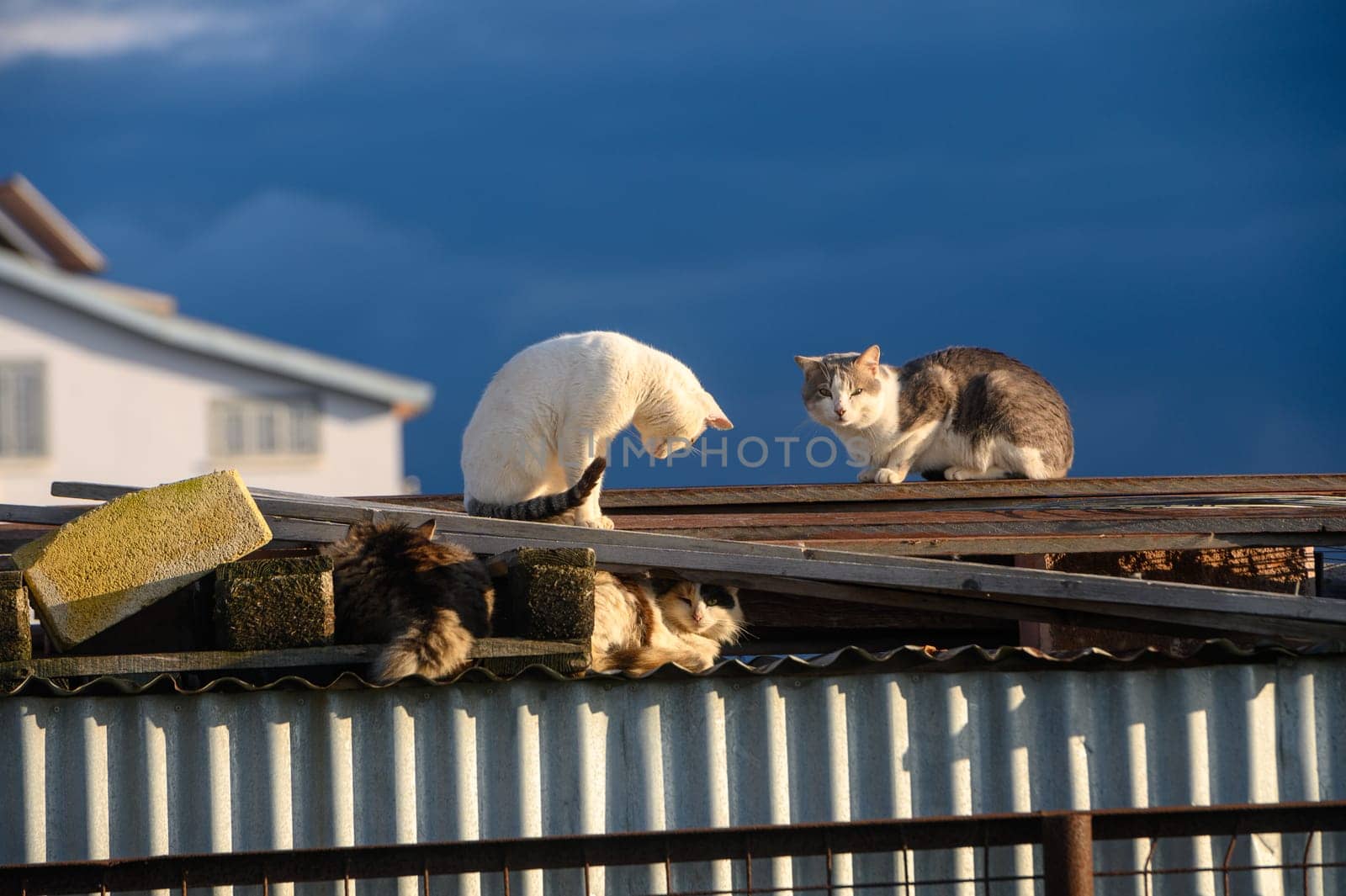 cats lie on the roof of a barn on a sunny winter day 1 by Mixa74