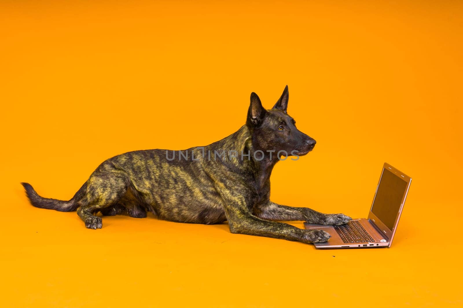 Funny dutch shepherd dog lying in front of laptop and looking with interest at screen in a studio