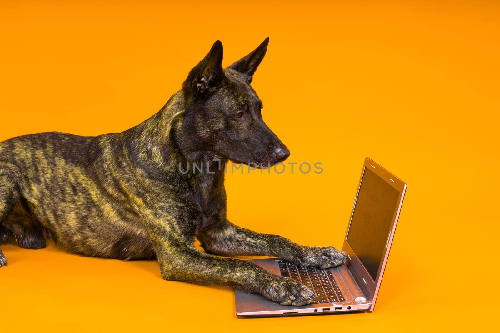 Funny dutch shepherd dog lying in front of laptop and looking with interest at screen in studio by Zelenin