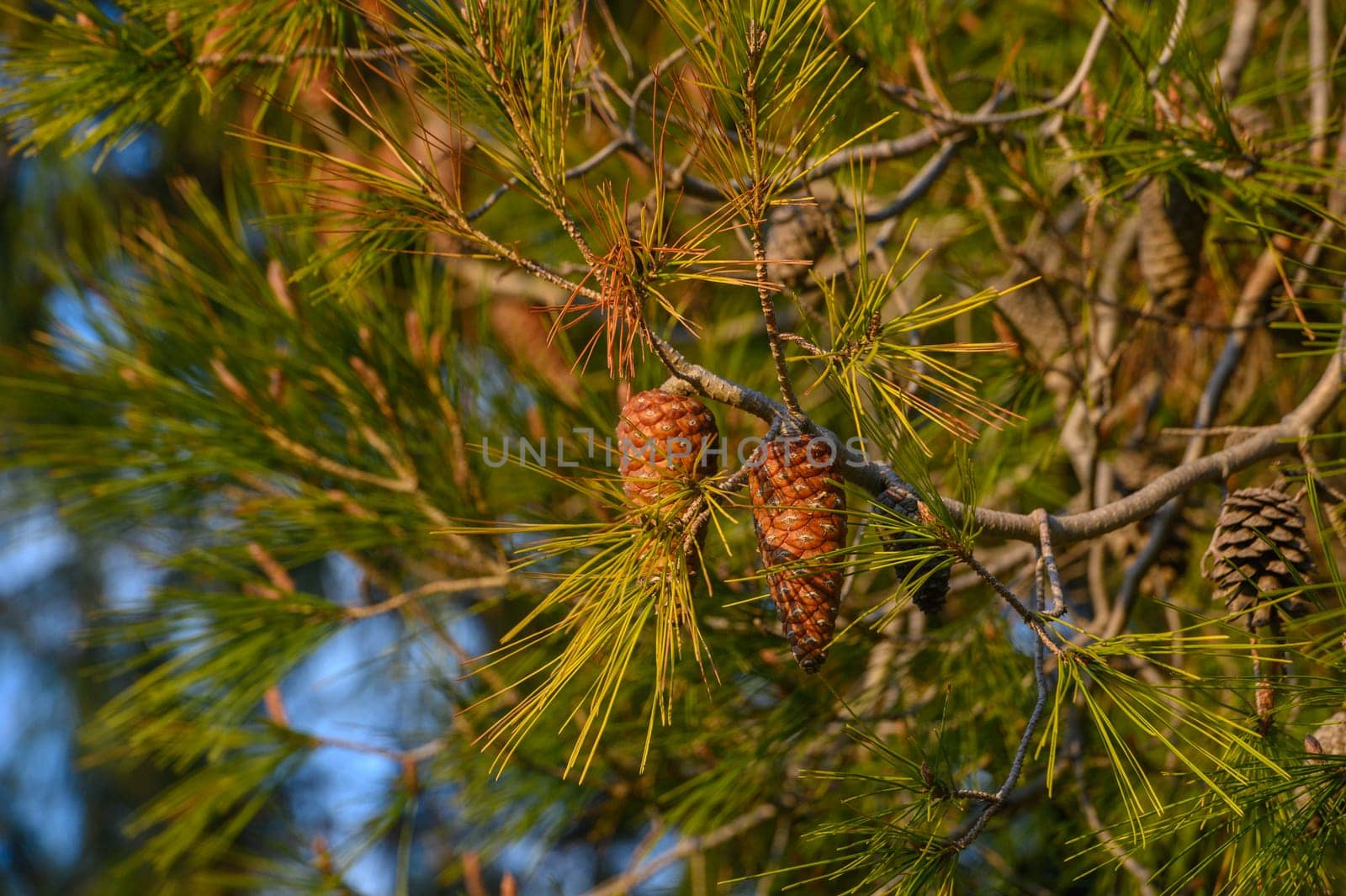 cones on a pine tree branch in Cyprus 4 by Mixa74