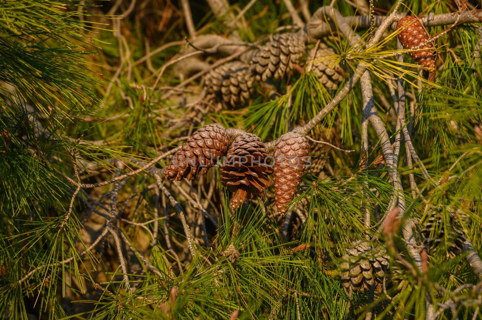 cones on a pine tree branch in Cyprus 3 by Mixa74