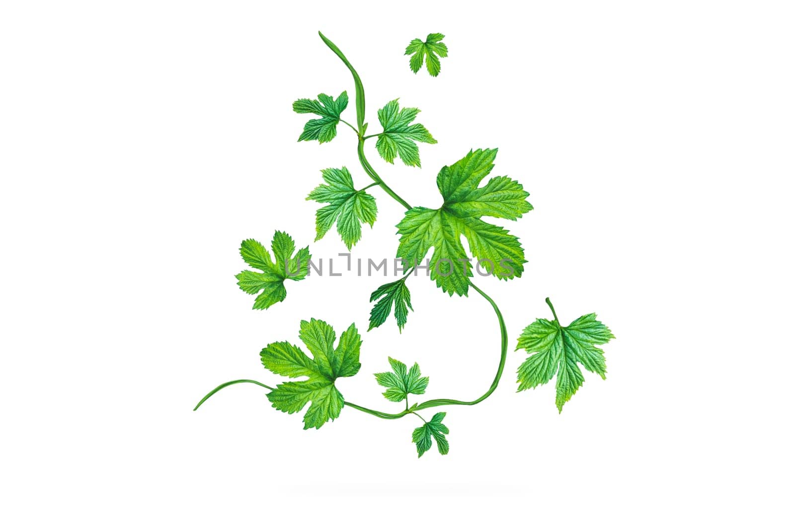 hops green leaves isolated on white, drinks, beer