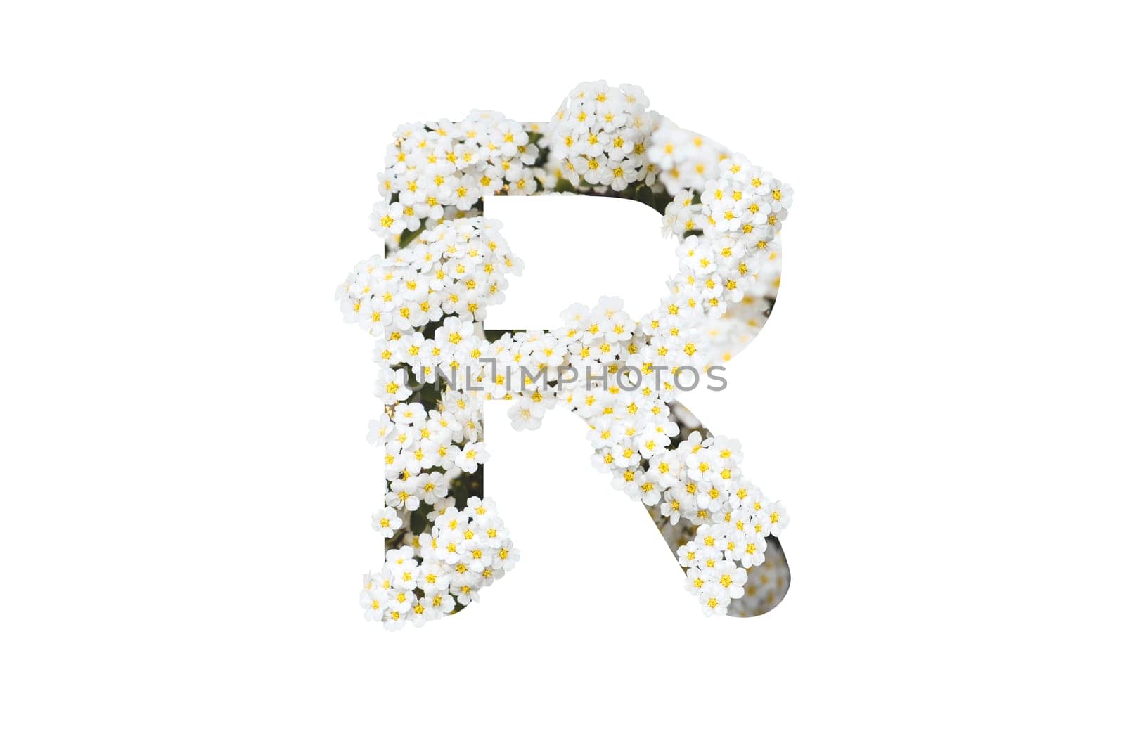 letter R made from white flowers isolated on white, alphabet