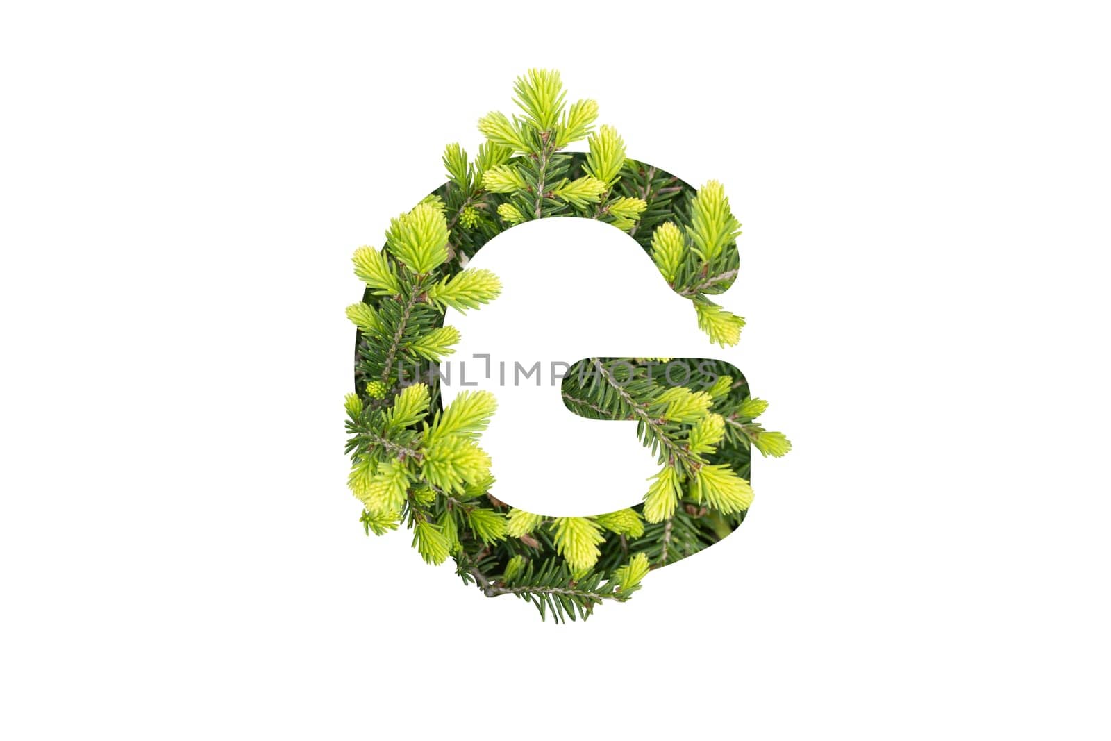 letter G made from green pine needles isolated on white, alphabet
