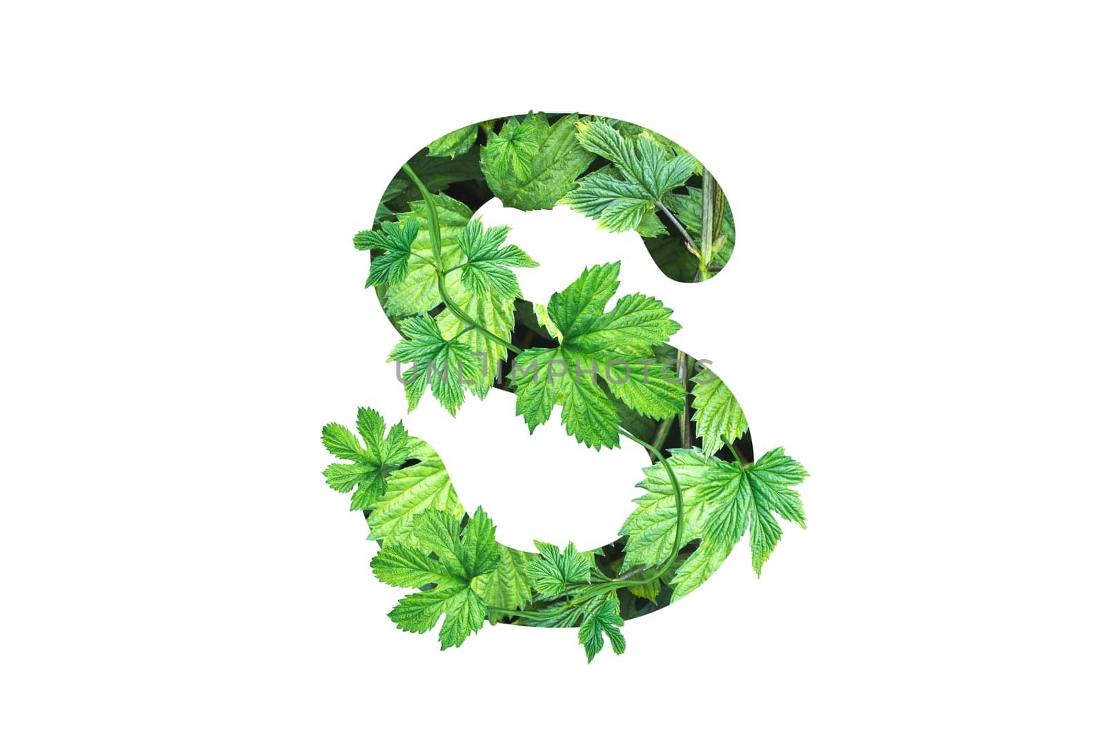 letter S made from green leaves isolated on white, alphabet