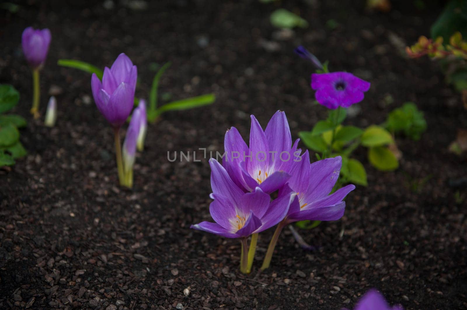 Beautiful blooming purple colchicum autumnale in garden closeup. Tuber-bulbous perennial plant used for medicinal purposes