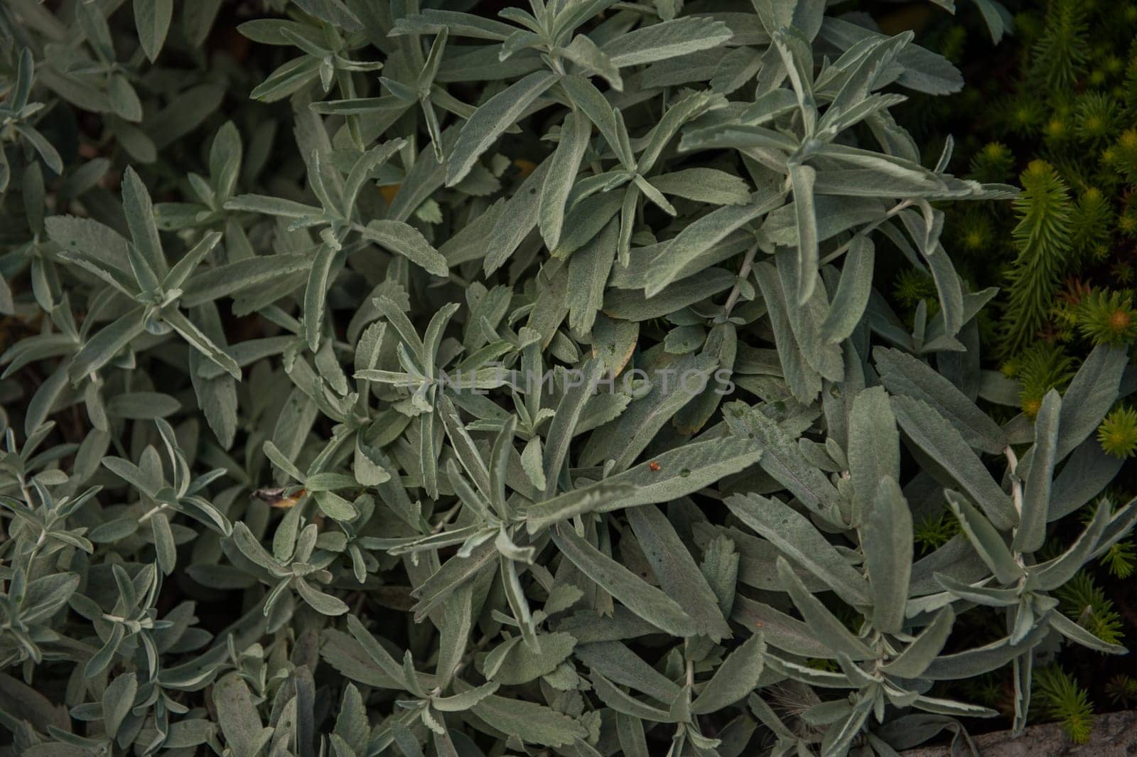 Top view of common sage or salvia officinalis - perennial subshrub, used in medicinal and culinary