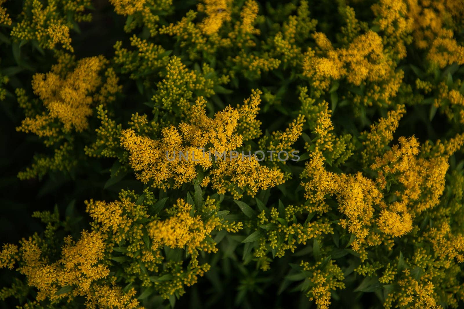 Bush with yellow flowers of Solidago virgaurea, plant used for medicinal purposes