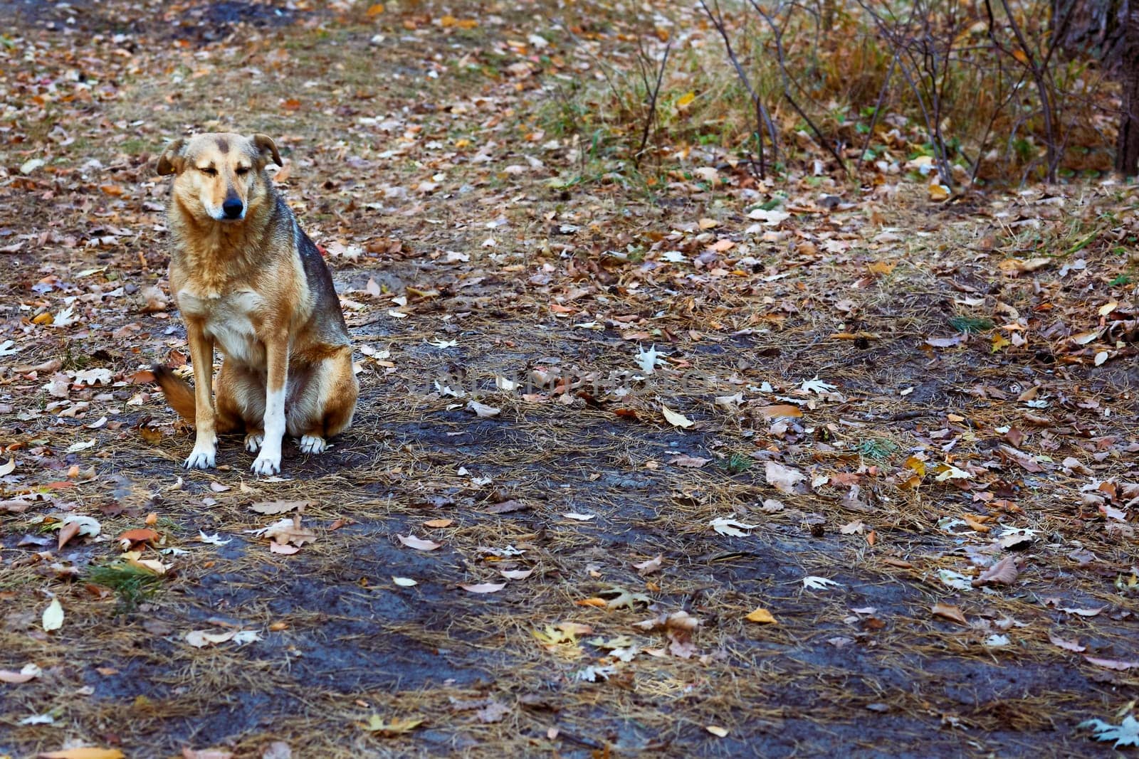 Sad wise stray dog in the autumn forest by jovani68