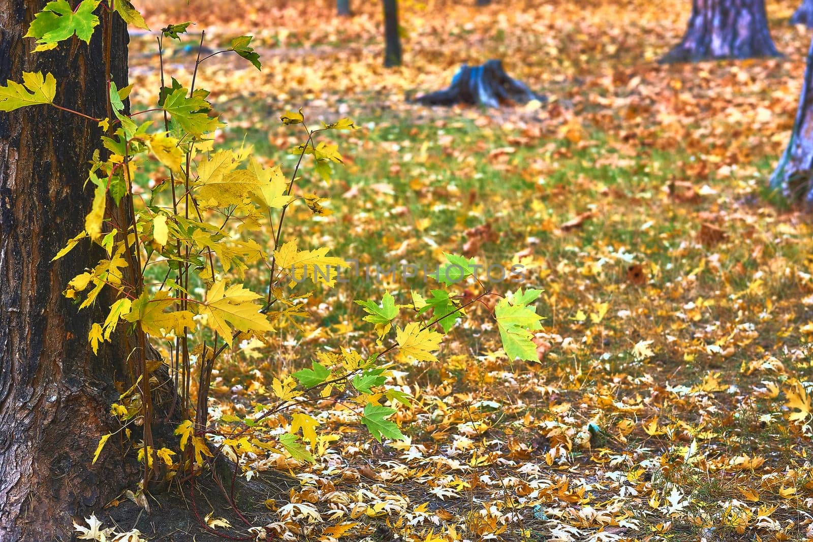 Young growth of maple. Autumn forest, freshness and delicate gentle colors by jovani68