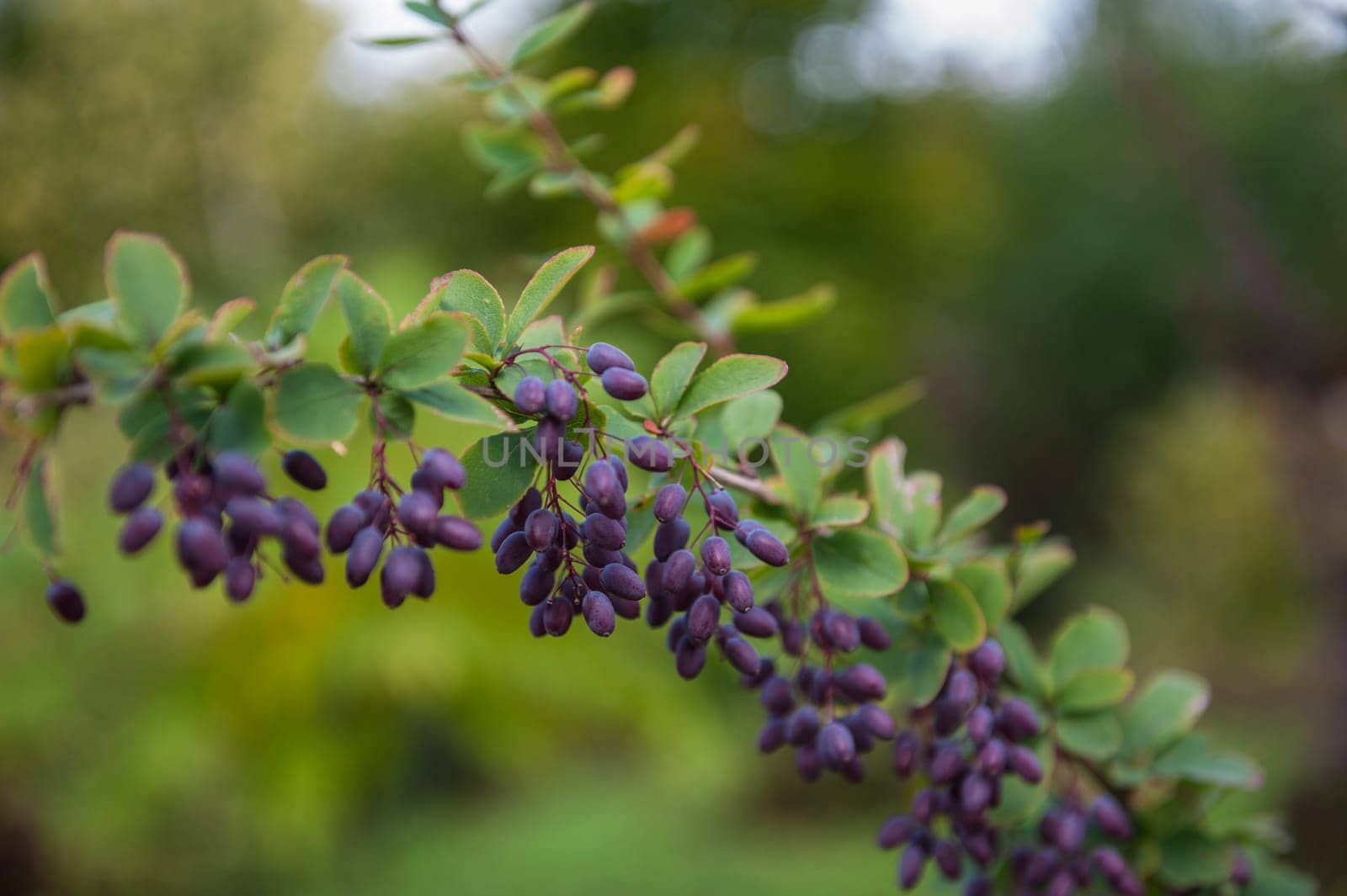 Barberry berries. Ripe autumn barberry on a green bush