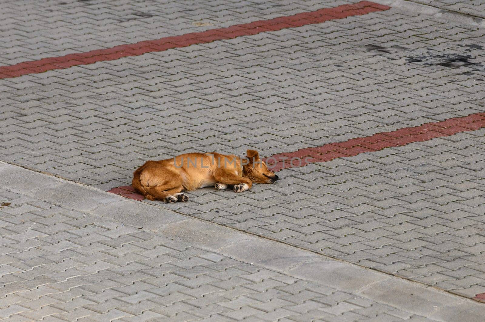 dog sleeping in the parking lot 1 by Mixa74