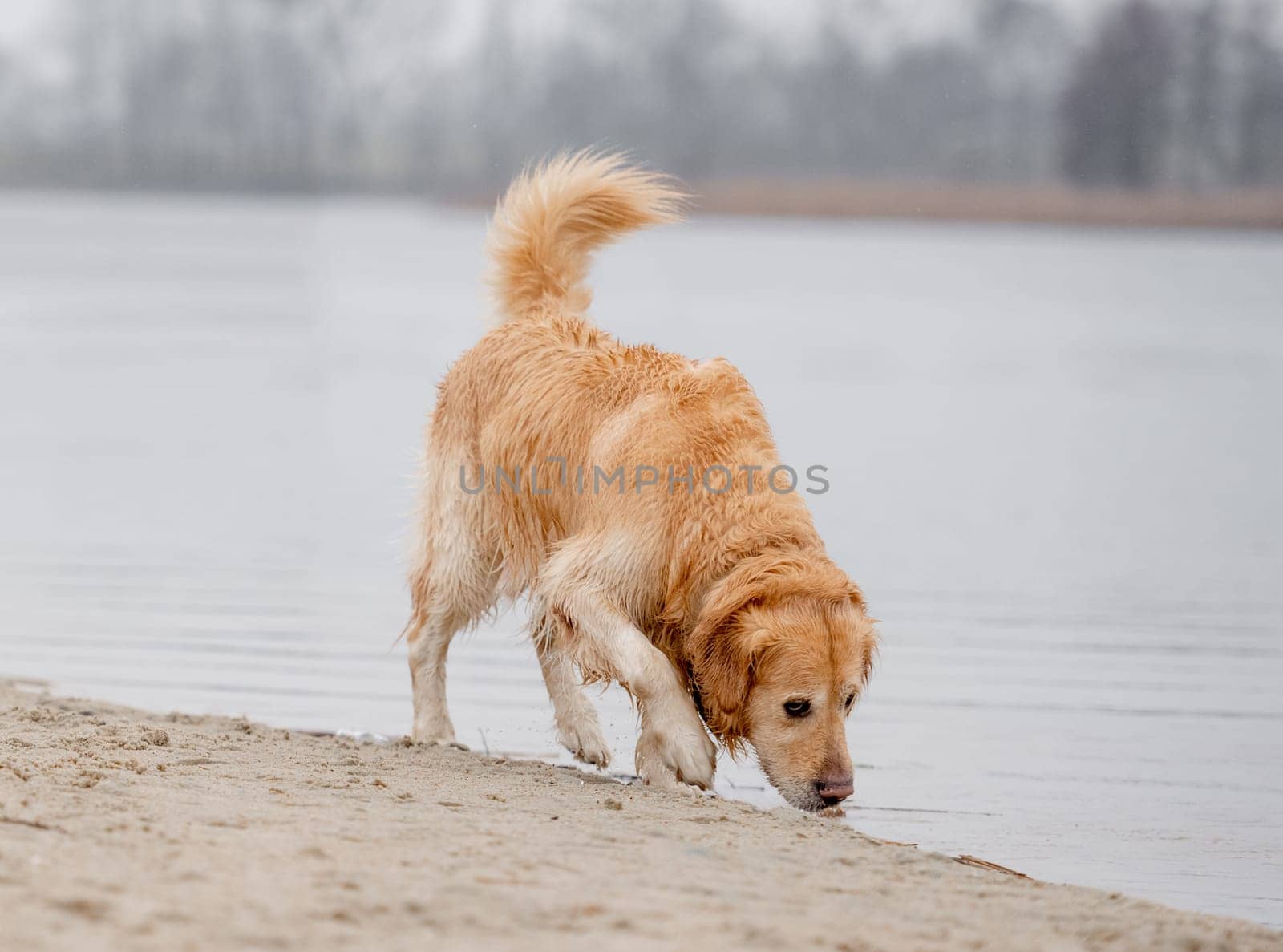 Wet Golden Retriever Sniffs Sand By Lake Shore In Spring