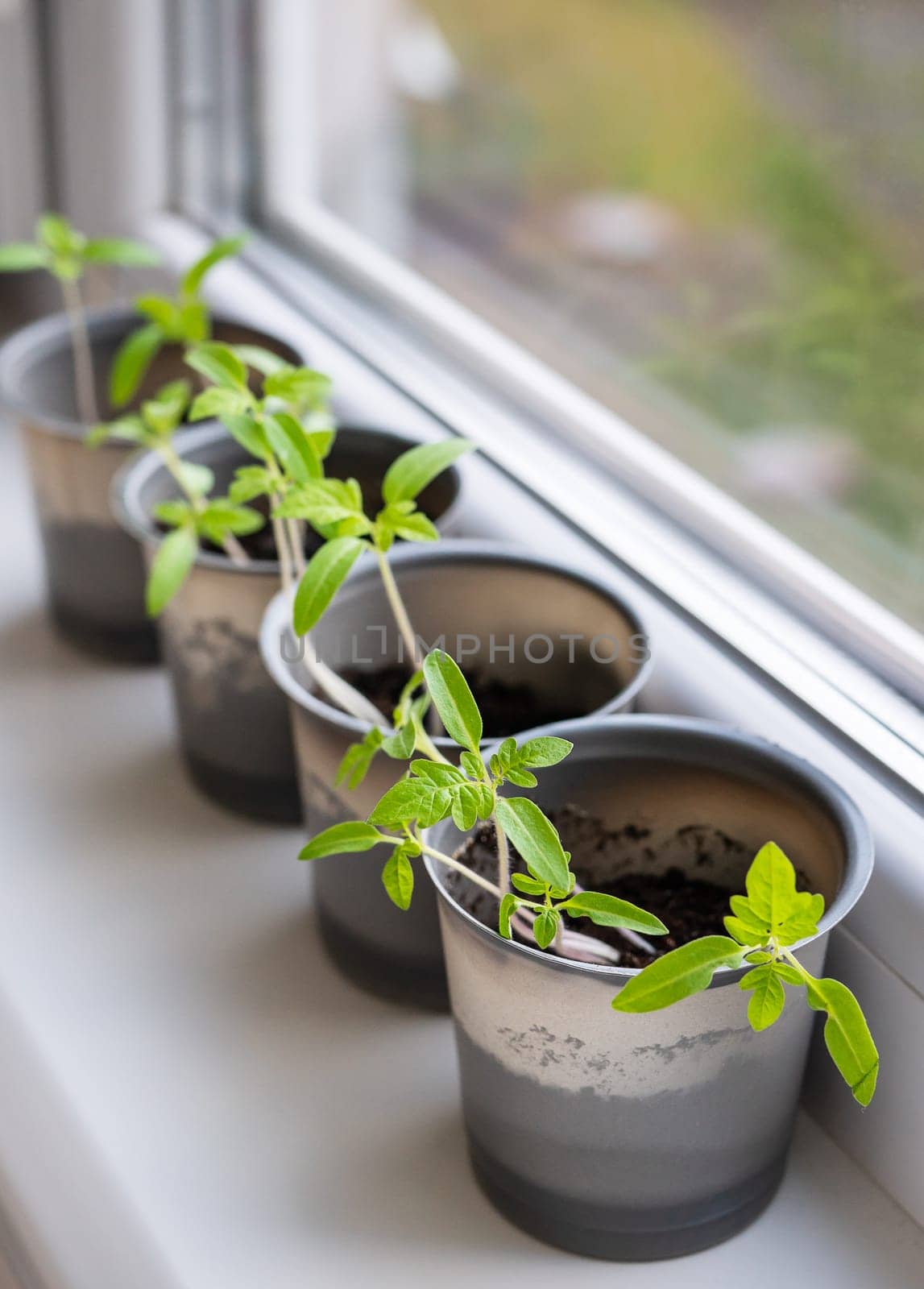 Growing vegetables on the windowsill in the house, young tomatoes in plastic cups on the window. Healthy seedlings, hobby gardening. Vertical photo