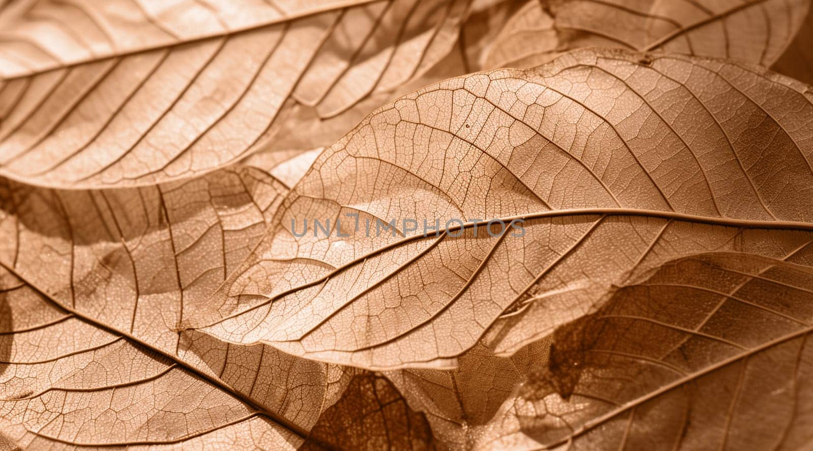 A detailed closeup of a cluster of brown leaves showcasing the natural beauty of tree foliage. The varying tints and shades create a mesmerizing pattern in the terrestrial plant landscape