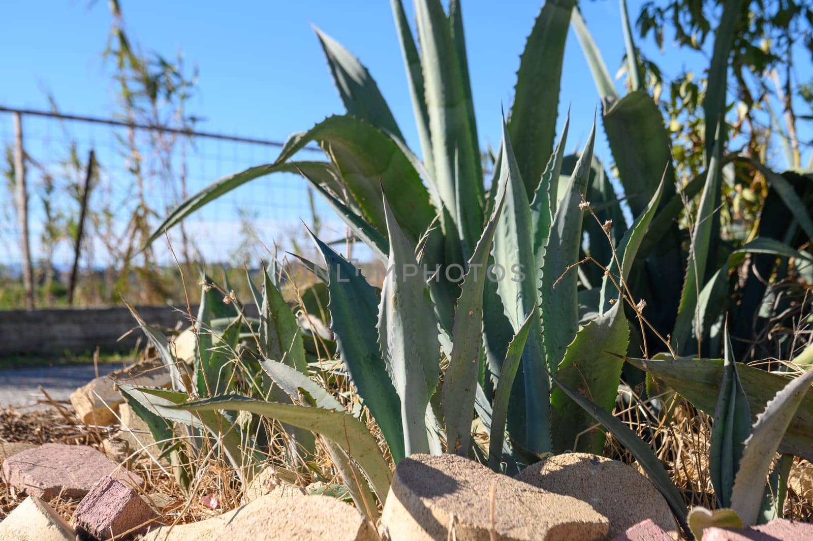 aloe outdoors in winter in Cyprus 2 by Mixa74