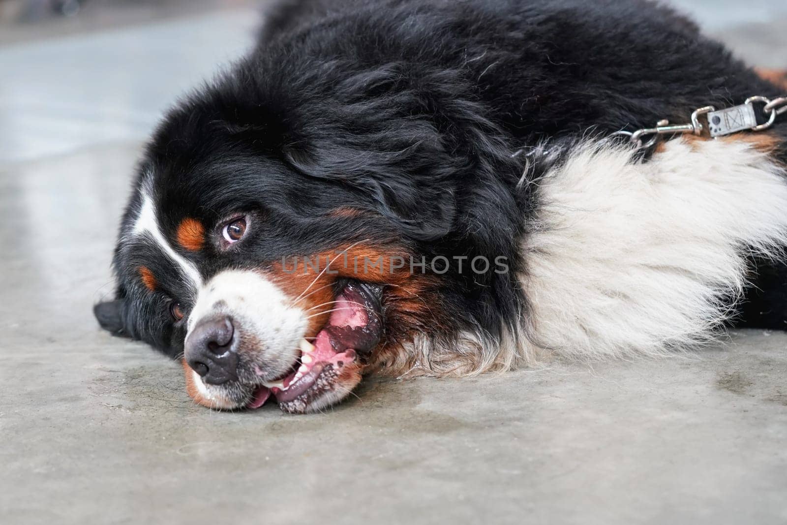 Tired / bored Bernese Mountain Dog laying on concrete floor indoor

