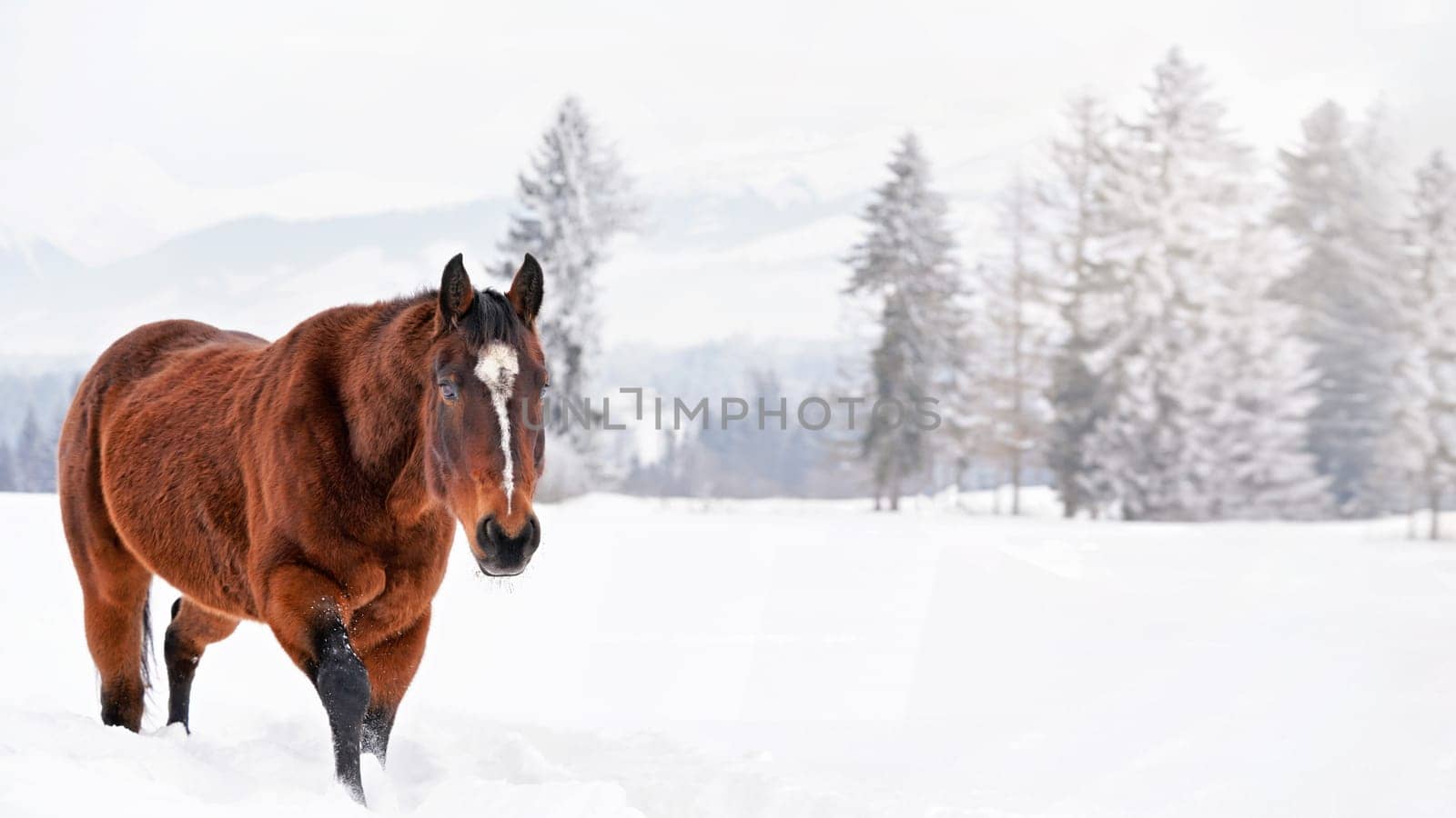 Dark brown horse wades on snow covered field, blurred trees in background, wide banner, space for text left on right side by Ivanko