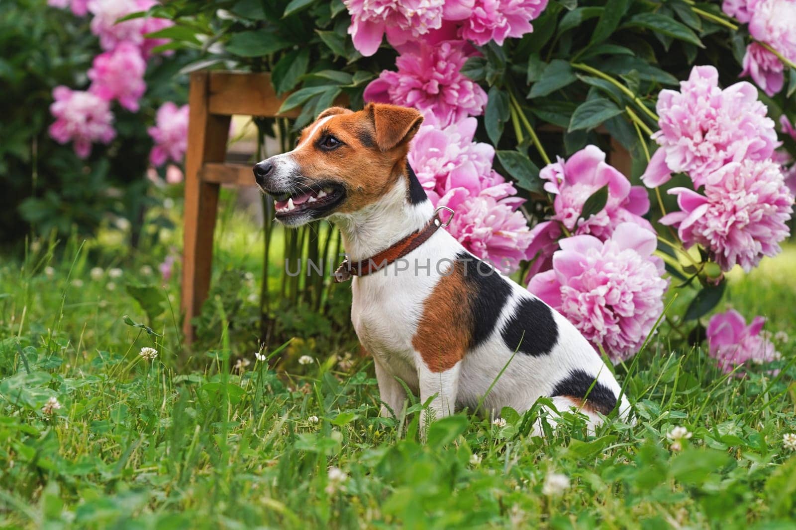 Small Jack Russell terrier sitting on grass with nice pink flowers behind her by Ivanko