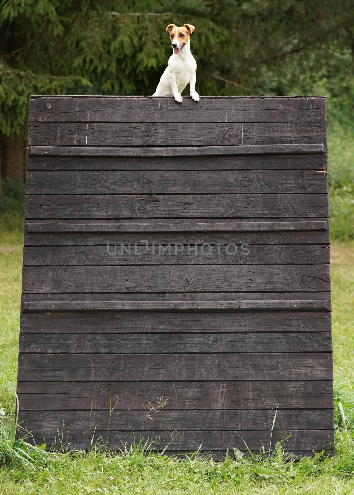 Small Jack Russell terrier sitting on top of tall wooden obstacle where she jumped at agility training, this dog breed is known for ability to jump and climb high by Ivanko