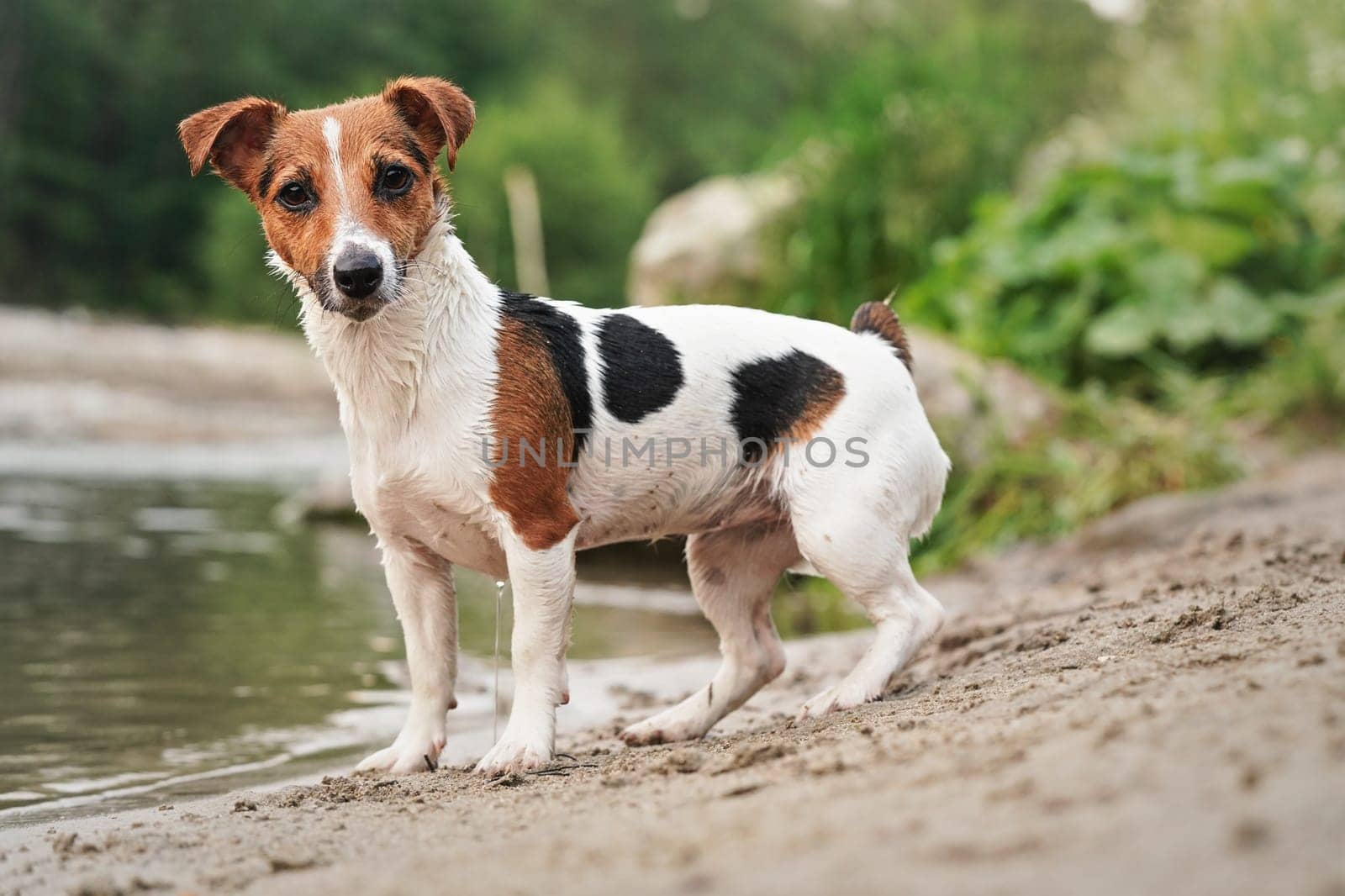Small Jack Russell terrier standing on sandy shore near river, looking into camera attentively by Ivanko