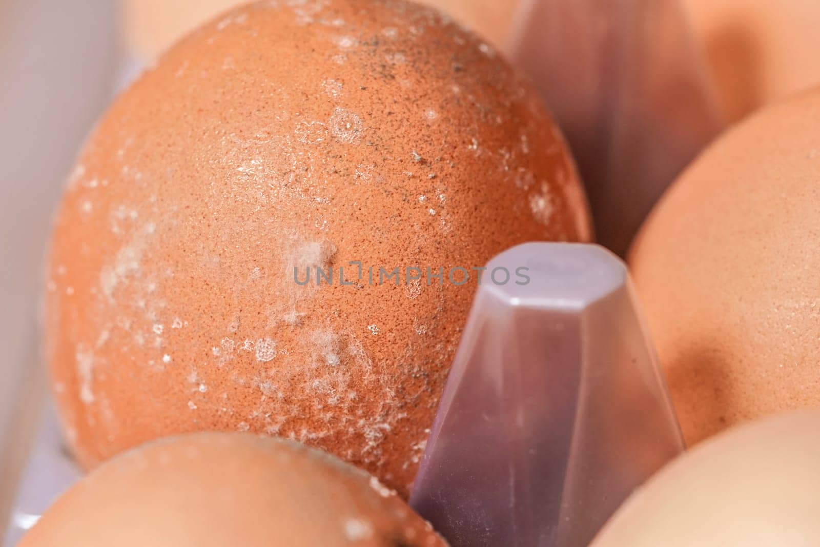 White mould / mildew closeup on egg shells - eggs gone bad after storing in wet conditions for long time
