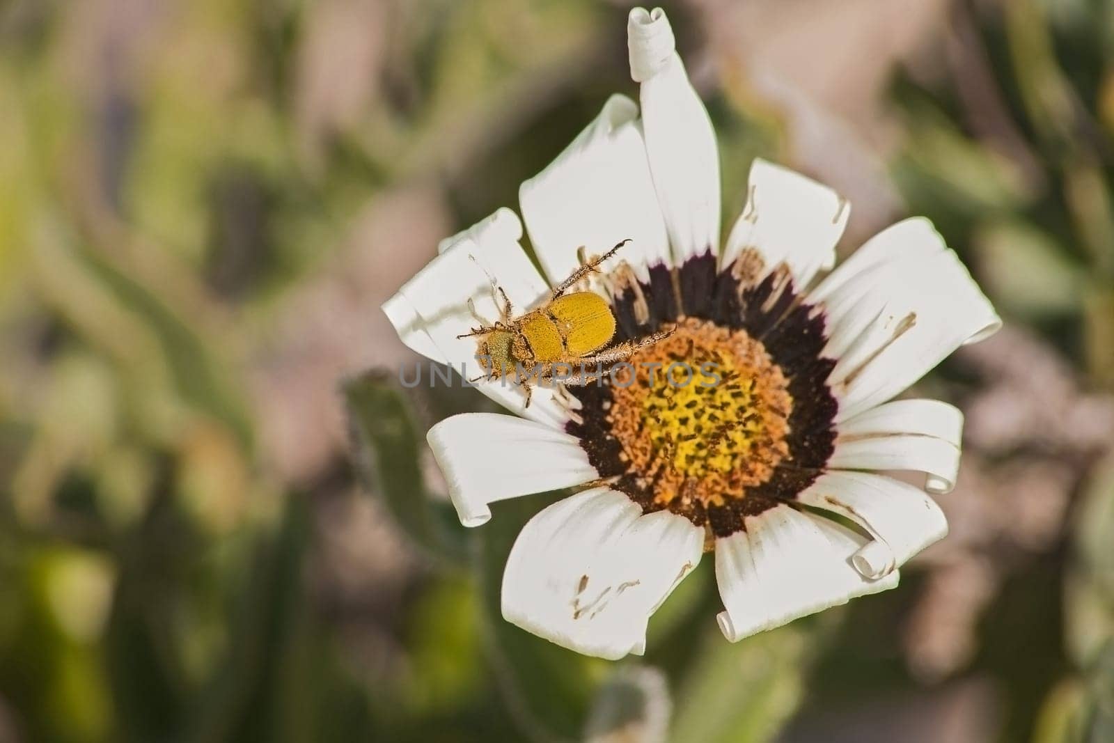 Gazania flower pollinated by a  Monkey (Beetle Clania glenlyonensis)