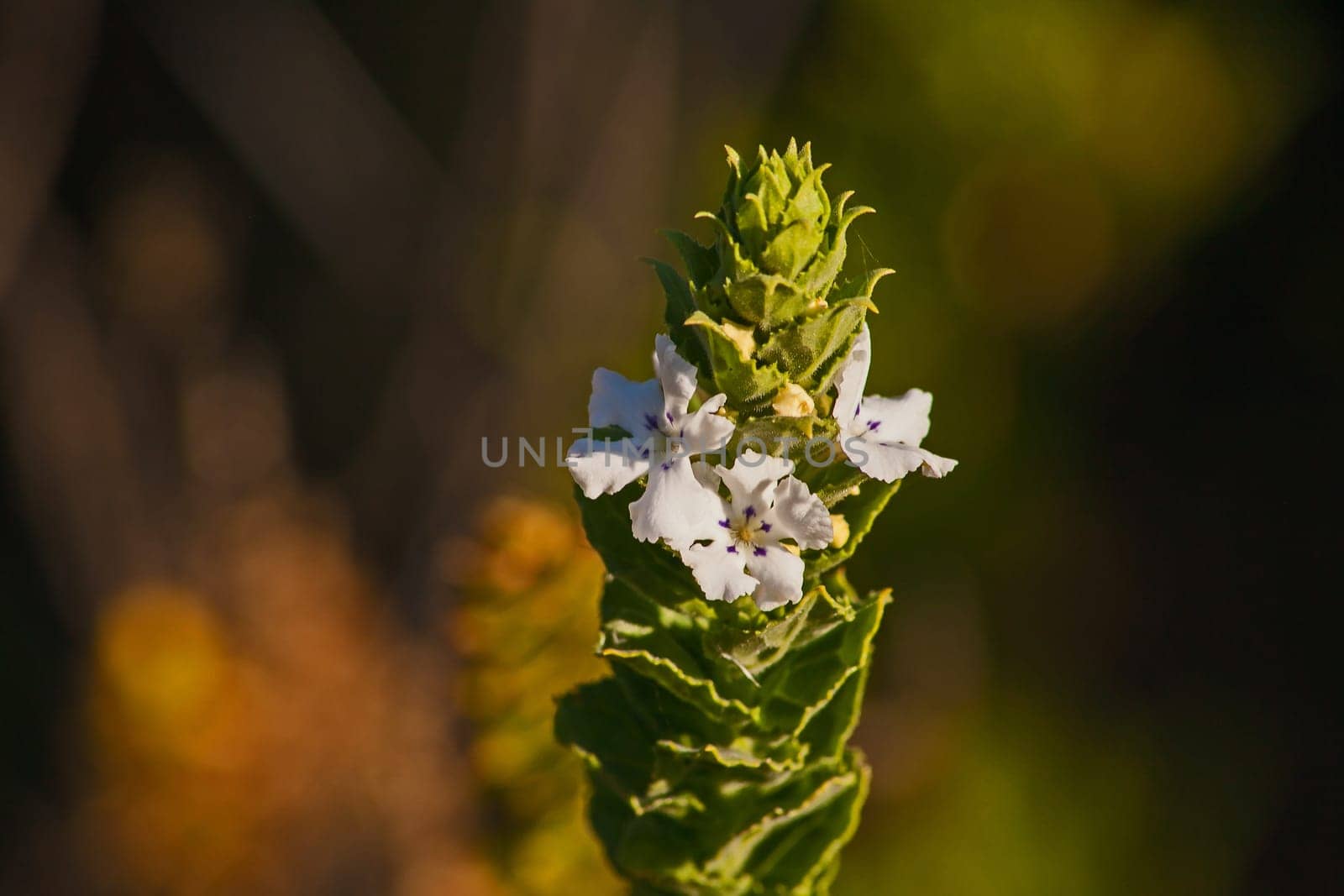 Oftia africana, a wildflower occuring naturally in the Cederberg Wilderness Area, Western Cape Provice South Africa