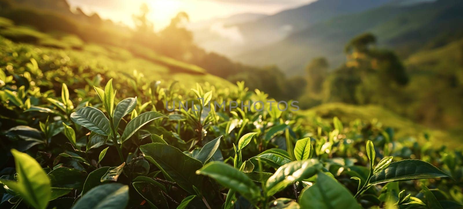 Morning sun illuminating the vibrant green leaves of a sprawling tea plantation with rolling hills in the background.