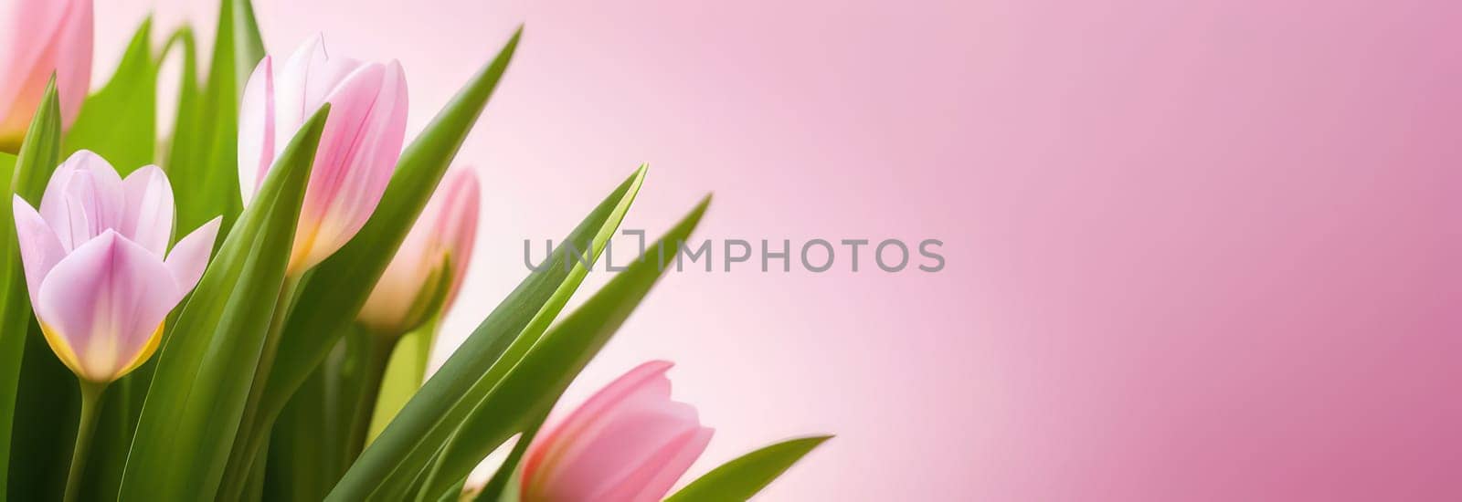 Beautiful celebration pink tulips on pastel background. Concept birthday, Mothers Day, Womens Day, March 8. Spring easter flower background. Spring and easter greeting card design layout. Copy space. by Angelsmoon
