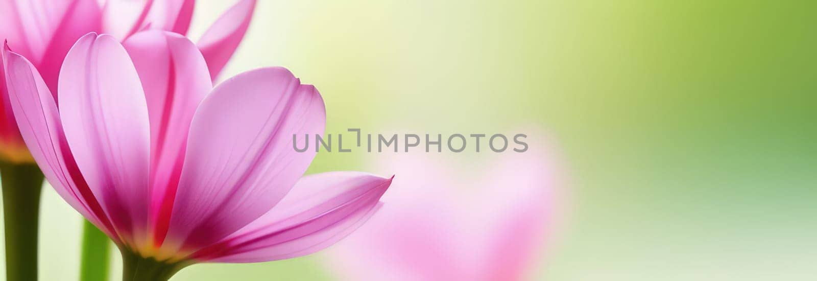 Beautiful celebration spring flowers on pastel background. Concept Birthday, Mothers Day, Womens Day, March 8. Spring easter flower background. Spring, easter greeting card design layout. Copy space. by Angelsmoon