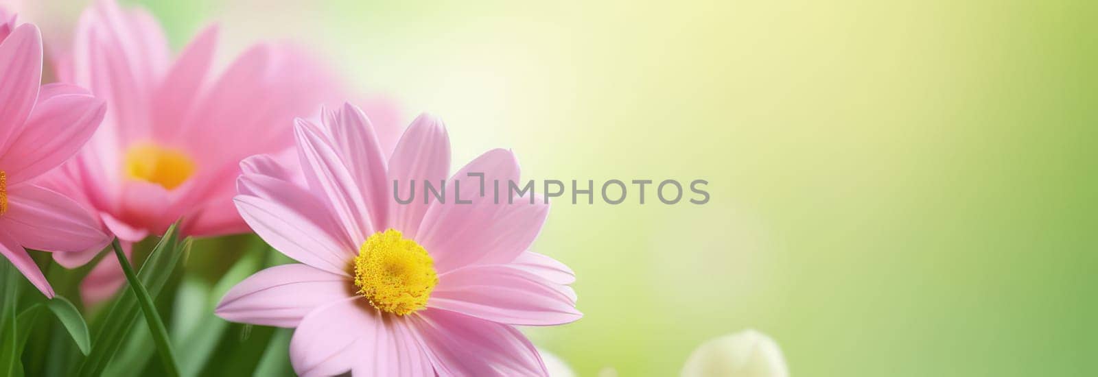 Beautiful celebration spring flowers on pastel background. Concept Birthday, Mothers Day, Womens Day, March 8. Spring easter flower background. Spring, easter greeting card design layout. Copy space