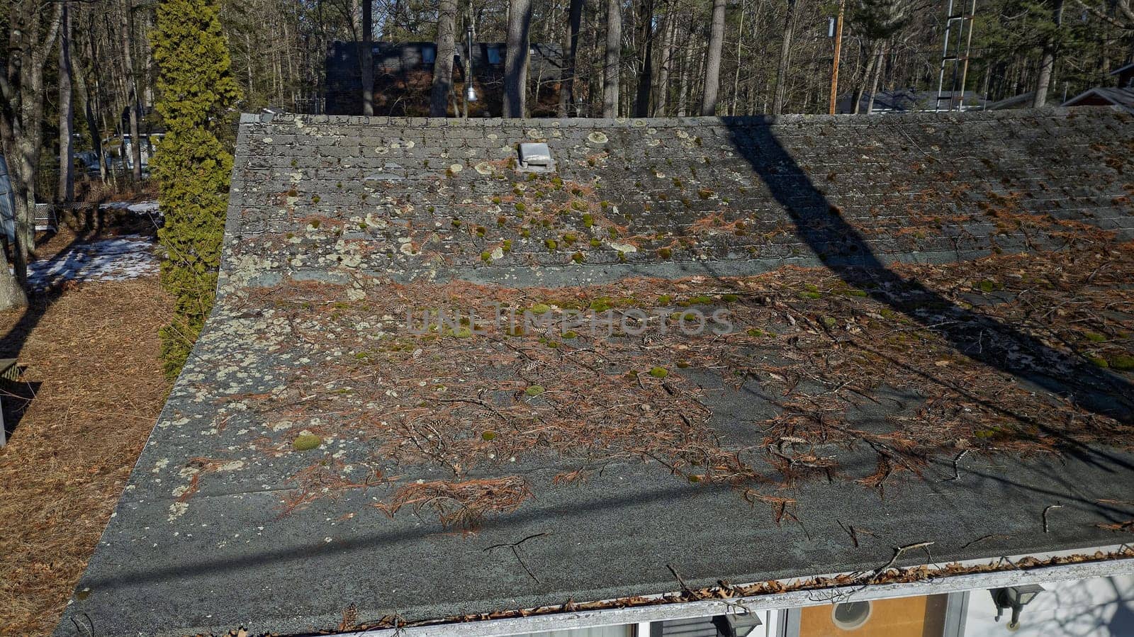 Roof in need of repair with damaged asphalt roofing shingles covered in tree debris, needles, moss by markvandam