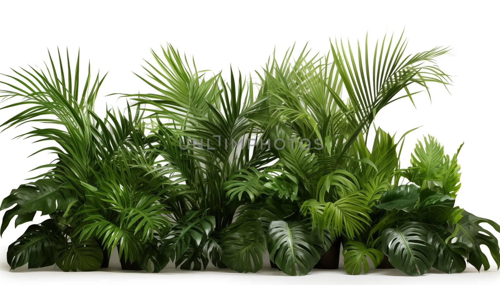 tall leafy Kentia palms. High quality photo
