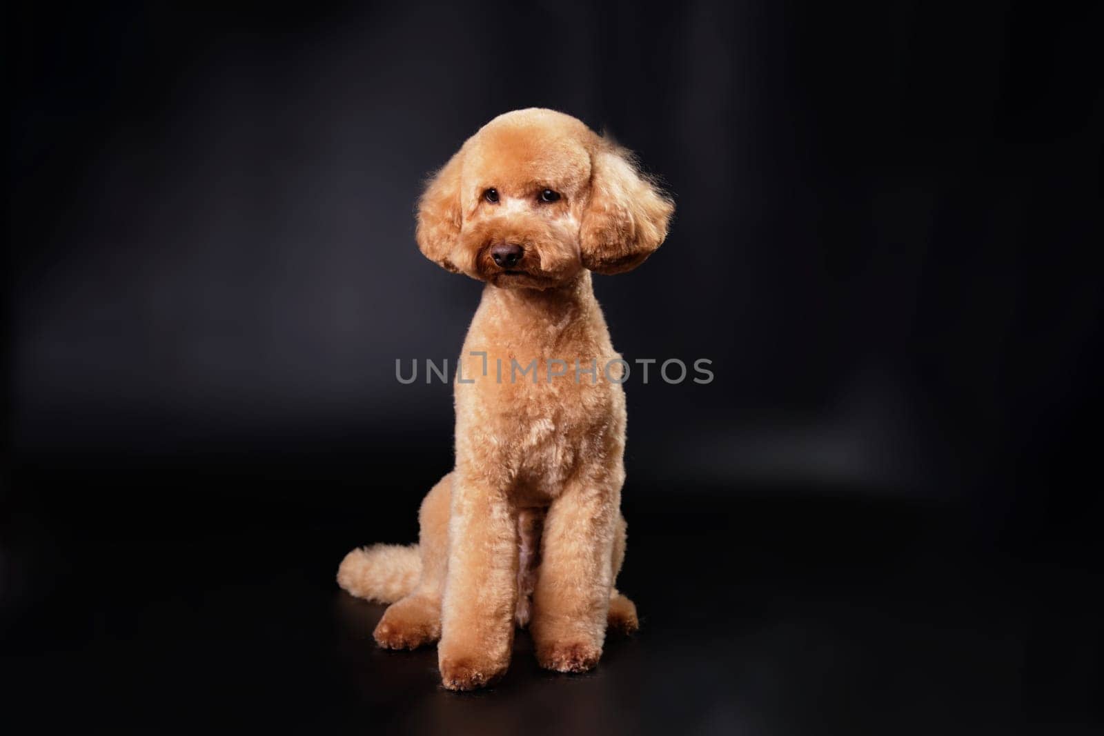 A modern-colored poodle puppy sitting in front of a black background. Studio photo