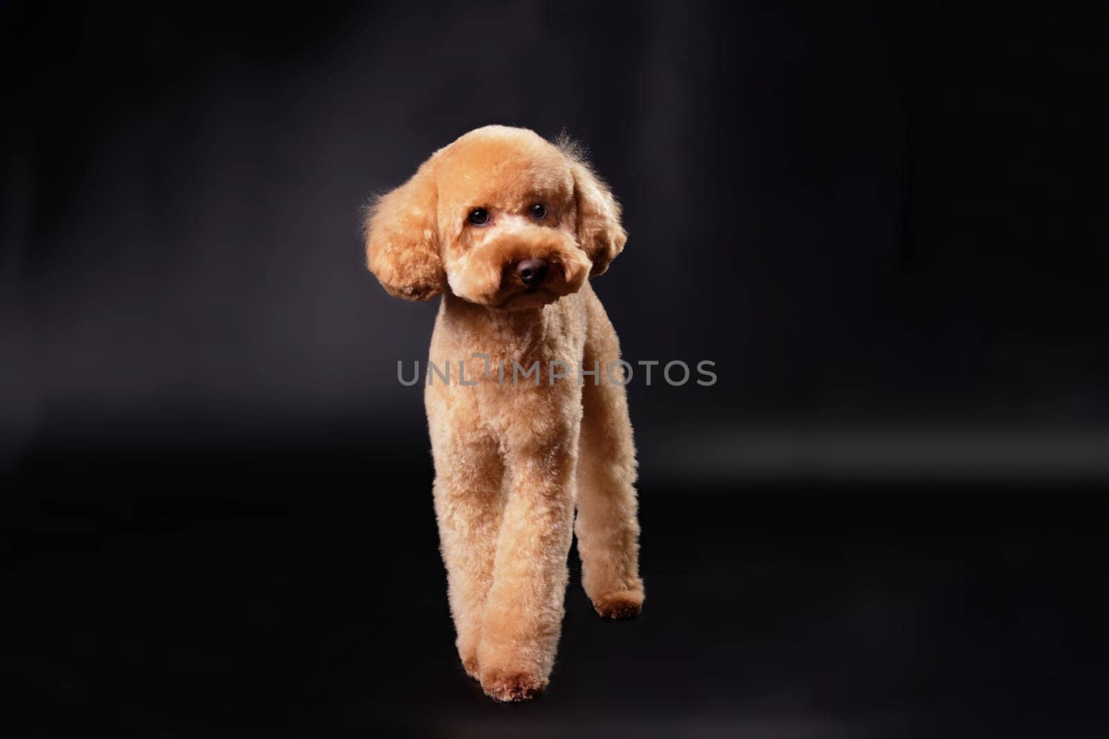 A modern-colored poodle standing on a black background with a beautiful haircut after grooming. The concept of caring for and caring for pets
