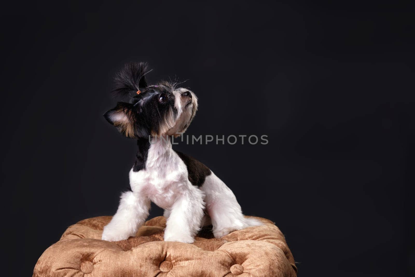 The Beaver Yorkshire Terrier dog looks up intently against a black background. With a copy space or a place for your text or words.