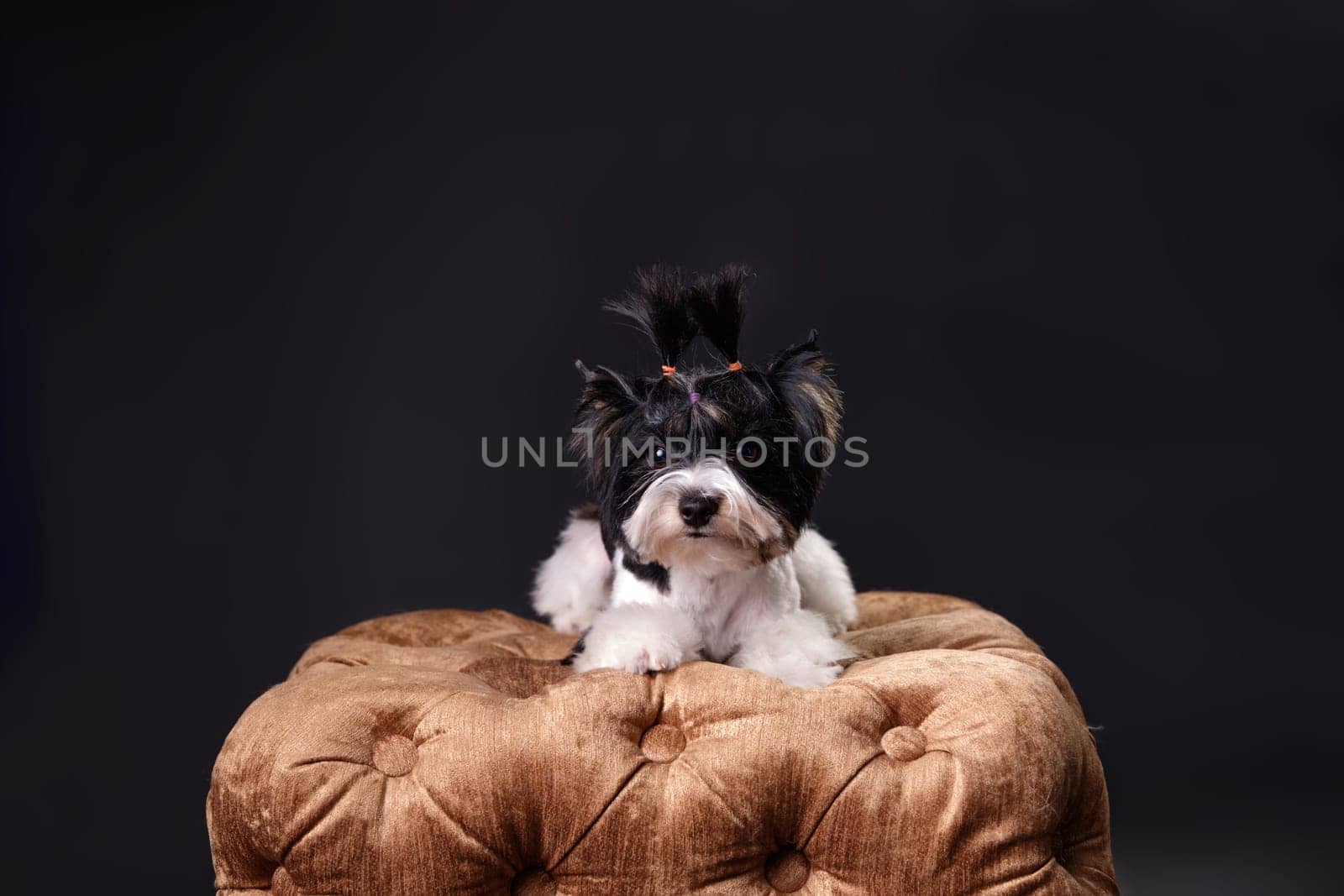 A dog of the breed Yorkshire Terrier Beaver on an ottoman on a black background. With a place to copy or for your text