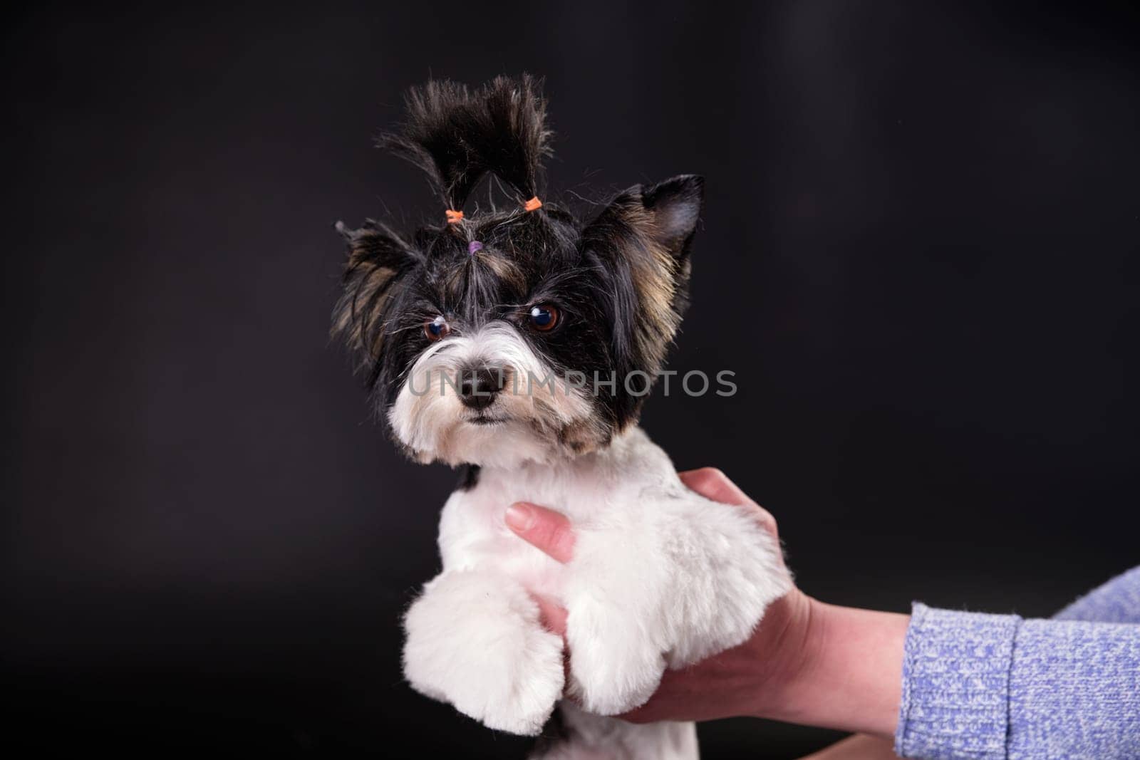 Beaver Yorkshire Terrier puppy in his arms on a black background. Close-up. Studio photo