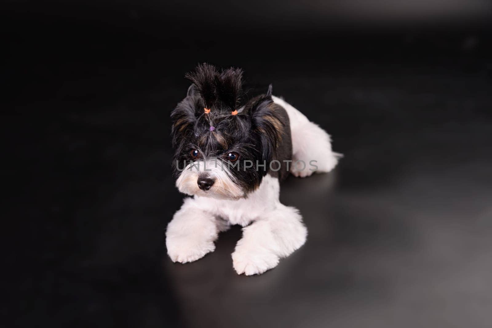 The Yorkshire Terrier Beaver puppy lies on a black background. Studio photo