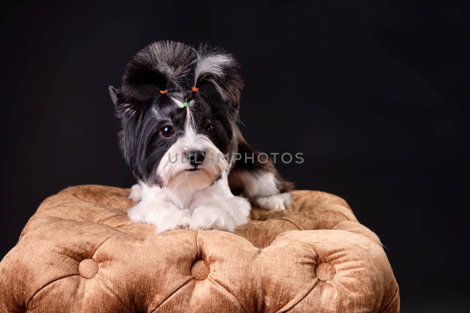 A Beaver Yorkshire Terrier dog lies on a golden ottoman on a black background