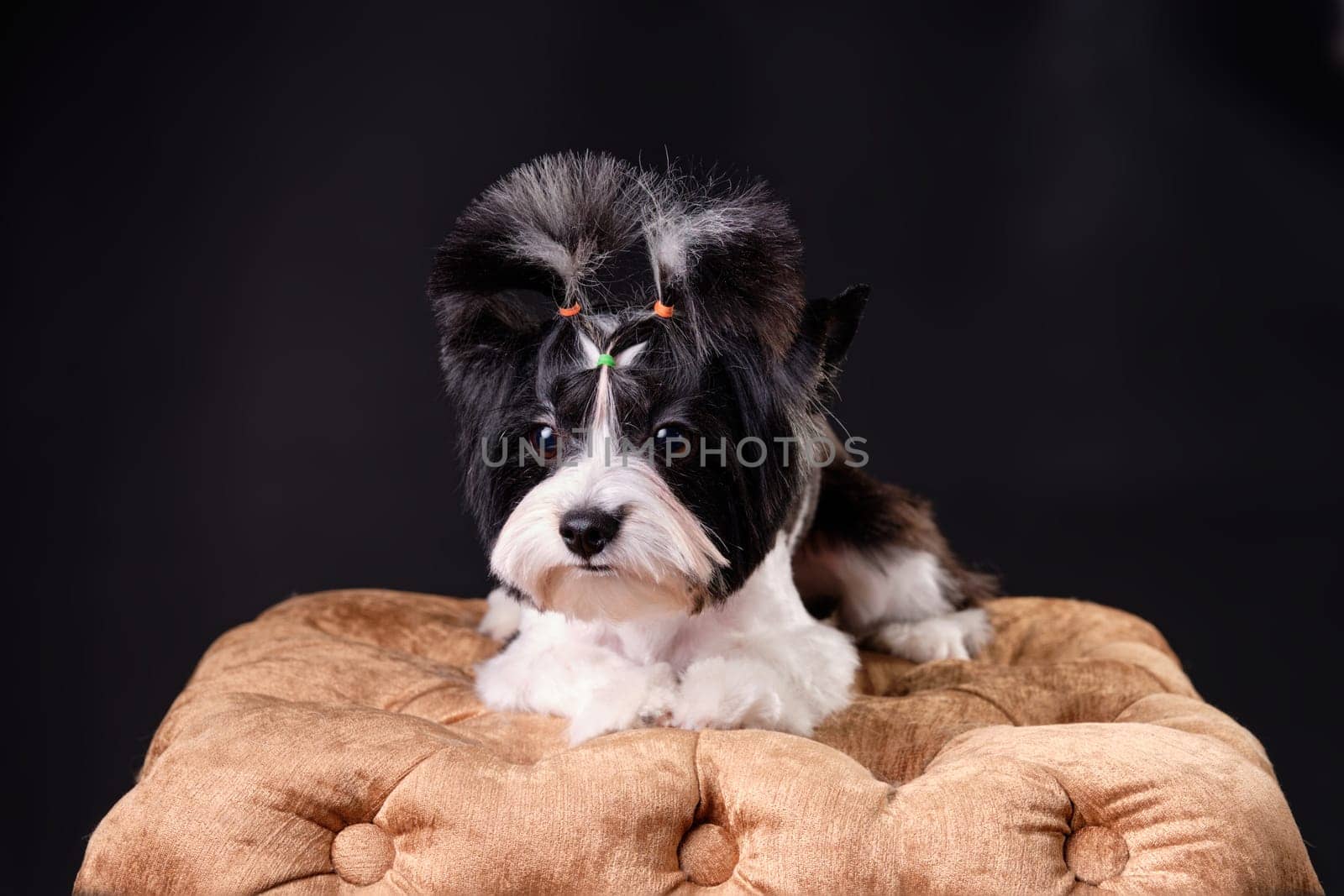 Flawless Yorkshire terrier Beaver on a golden pouf close-up, studio photo.