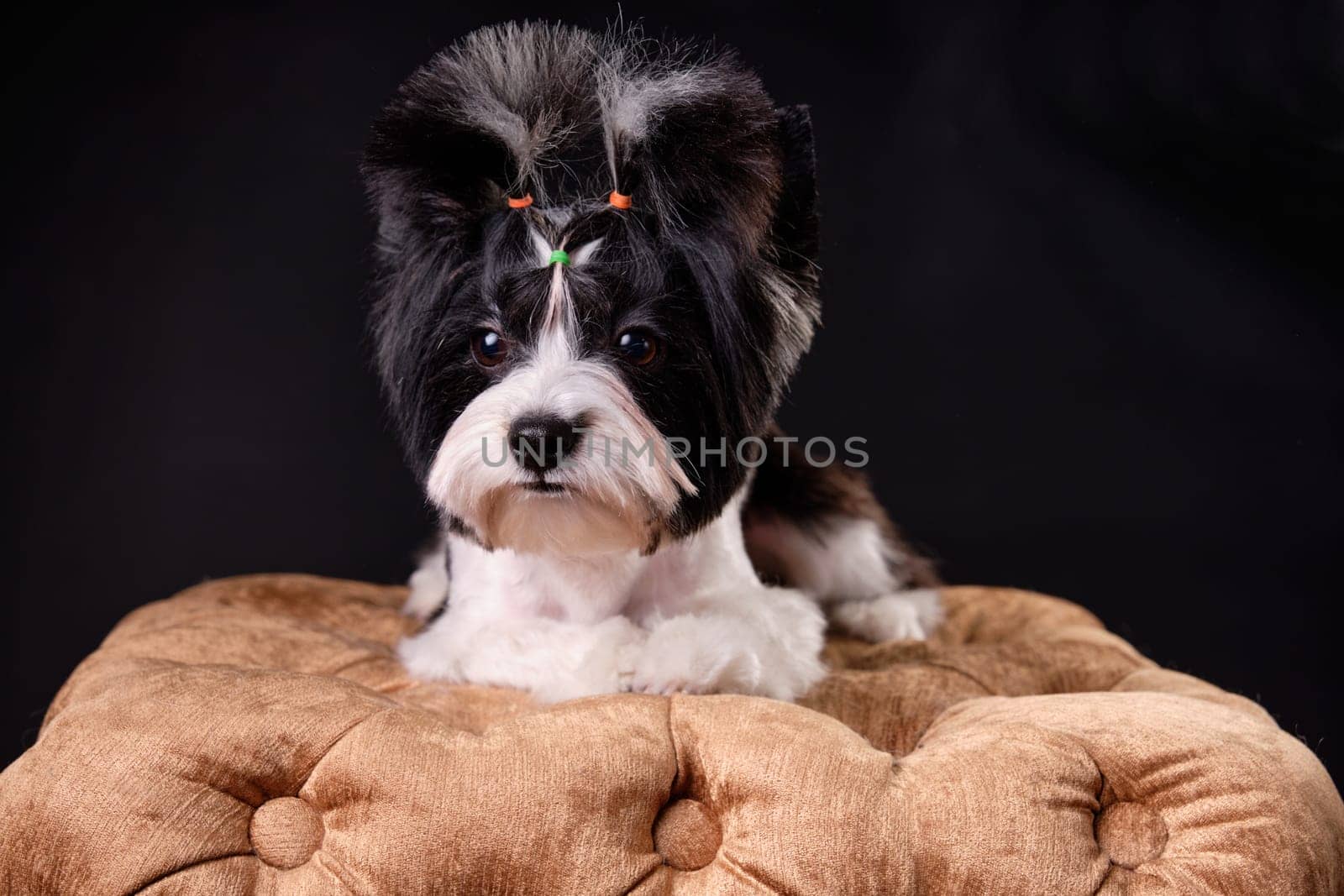 Perfectly groomed beaver Yorkshire Terrier close-up lying on a pouf on a black background