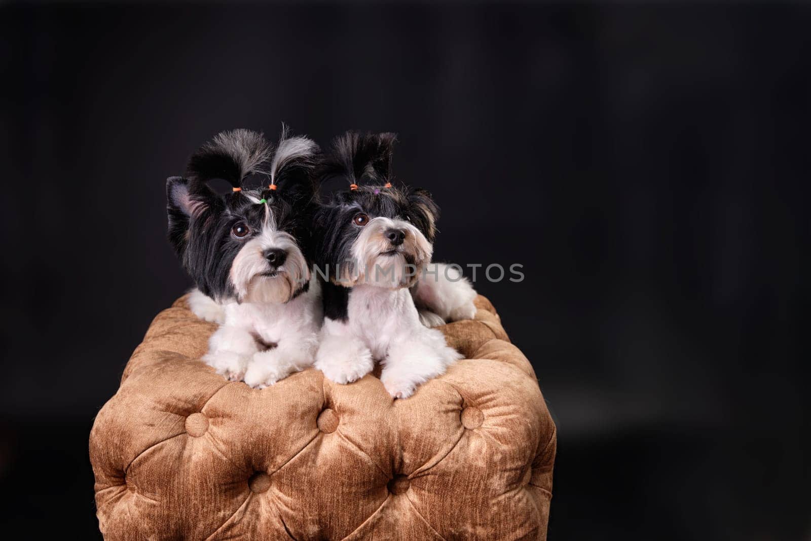 Two Beaver Yorkshire Terriers lying on a pouf look up. With a copy space or a place for your text or words.