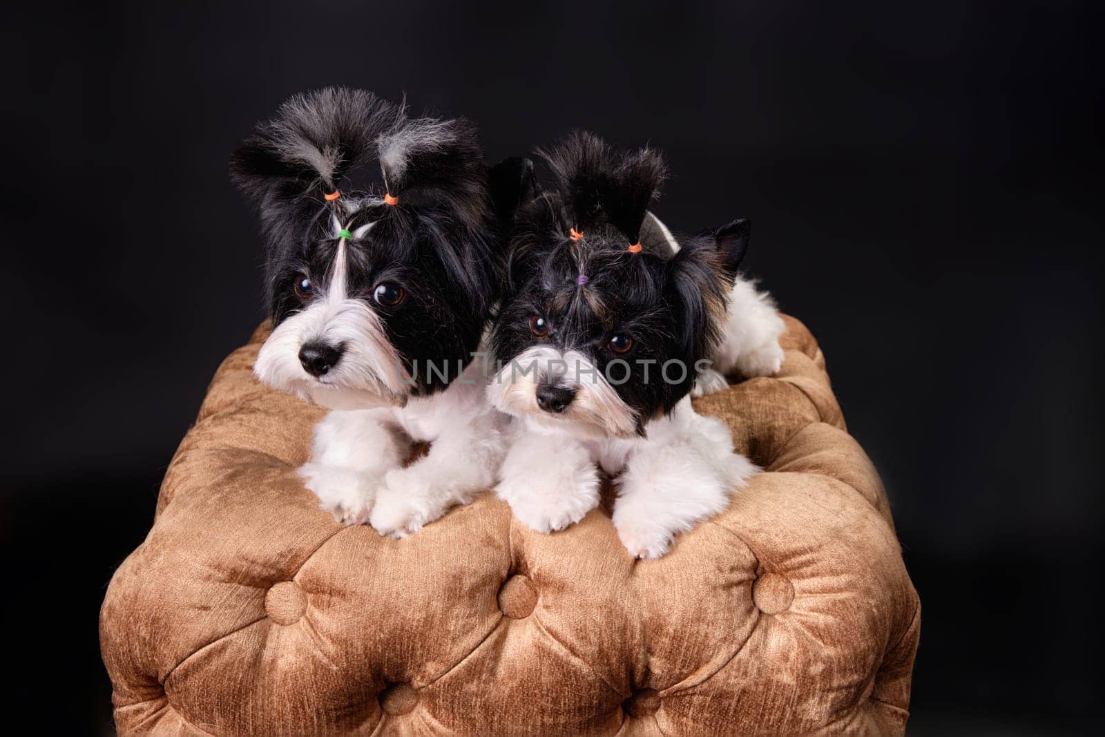 Two beautiful beaver Yorkshire Terrier puppies lying on a golden pouf, top view from an angle. Studio photo