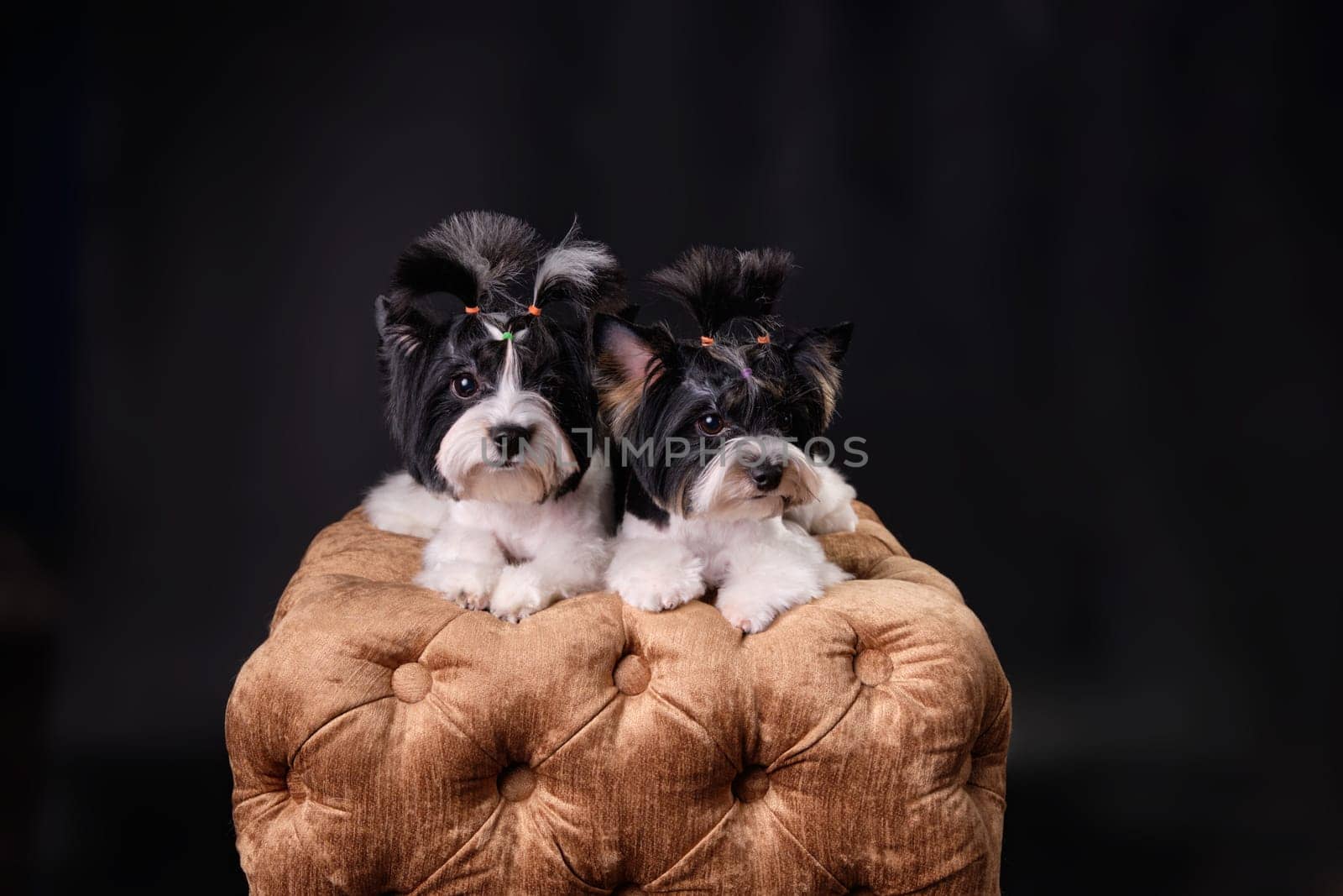 Two beautiful beaver Yorkshire Terrier puppies lying on a golden pouf after grooming in a dog salon