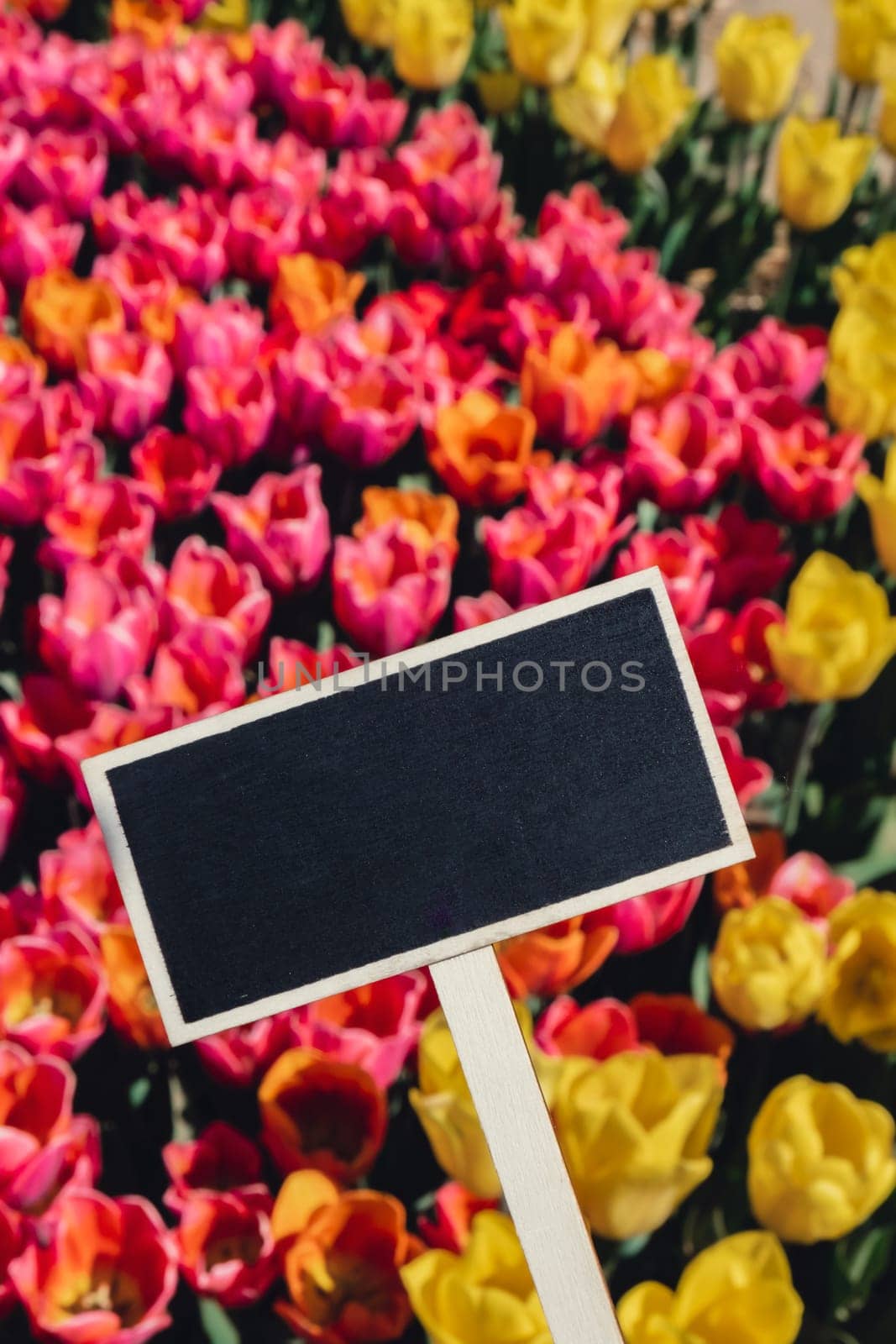 Empty blackboard with copy space for your text. Mockup template Blooming floral park in sunrise light. Colorful Tulip flowers blooming in the garden field landscape. Beautiful spring garden with many red tulips outdoors. Stripped tulips growing in flourish meadow sunny day Keukenhof. Natural floral pattern blowing in wind in spring